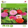 Zinnia Kalifornien Riesen gemischt
