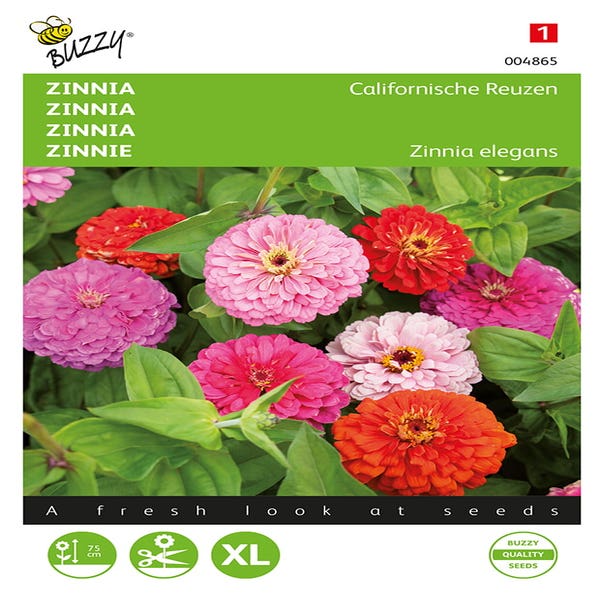 Zinnia Kalifornien Riesen gemischt