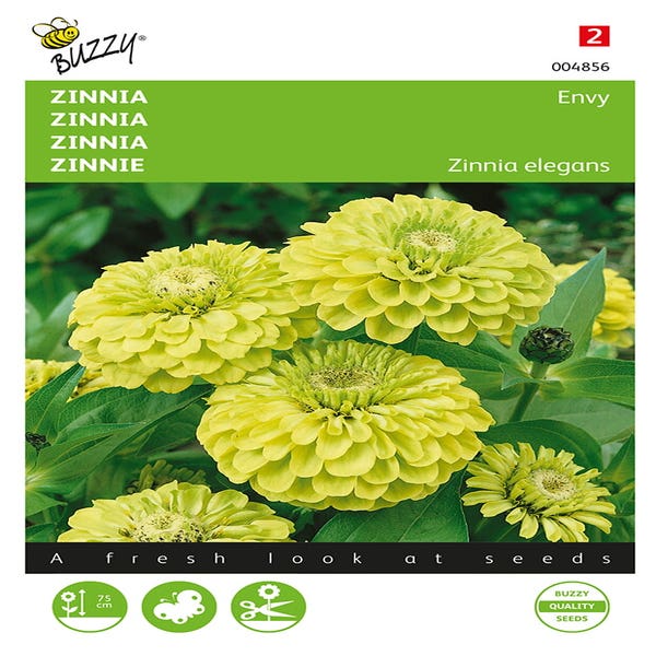 Zinnia (Zinnia elegans 'Envy')