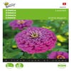 Zinnia Lavendel (Zinnia elegans)