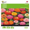 Zinnia Lilliput gemischt