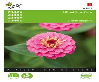 Zinnia Lilliput Rosengem