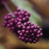 Schönfrucht (Callicarpa bodinieri 'Profusion')