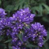 Glockenblume (Campanula glomerata 'Acaulis')