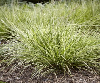 Federgras (Calamagrostis acutiflora 'Overdam')