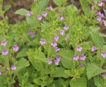 Steintimm (Calamintha grandiflora)