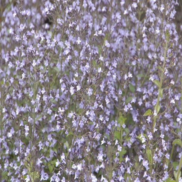 Steinquendel (Calamintha nepeta 'Blue Cloud')