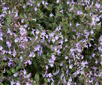 Steinthymian (Calamintha nepeta 'Marvelette Blue') BIO