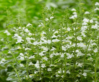 Steinquendel (Calamintha nepeta 'Marvelette White')