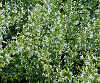 Steinthymian (Calamintha nepeta 'White Cloud')