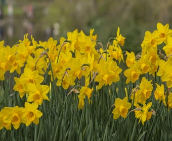 Narzisse (Narcissus 'California')