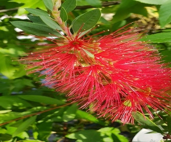 Lampenputzerstrauch (Callistemon laevis)