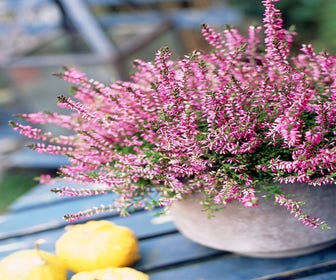 Besenheide (Calluna vulgaris)