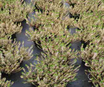 Sommerheide (Calluna vulgaris 'Alba Erecta')