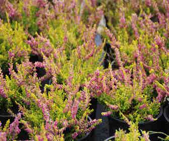 Heidekraut (Calluna vulgaris 'Anne Sofie')