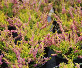 Heidekraut (Calluna vulgaris 'Anne Sofie')