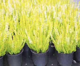 Heidekraut (Calluna vulgaris 'Anja')