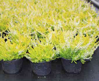 Strauchheide (Calluna vulgaris 'Anouk')