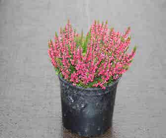 Heidekraut (Calluna vulgaris 'Autumn Red')