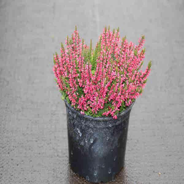 Heidekraut (Calluna vulgaris 'Autumn Red')