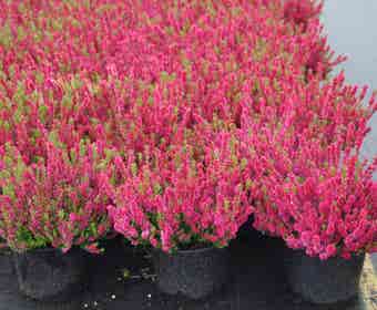 Heidekraut (Calluna vulgaris 'Dark Beauty')