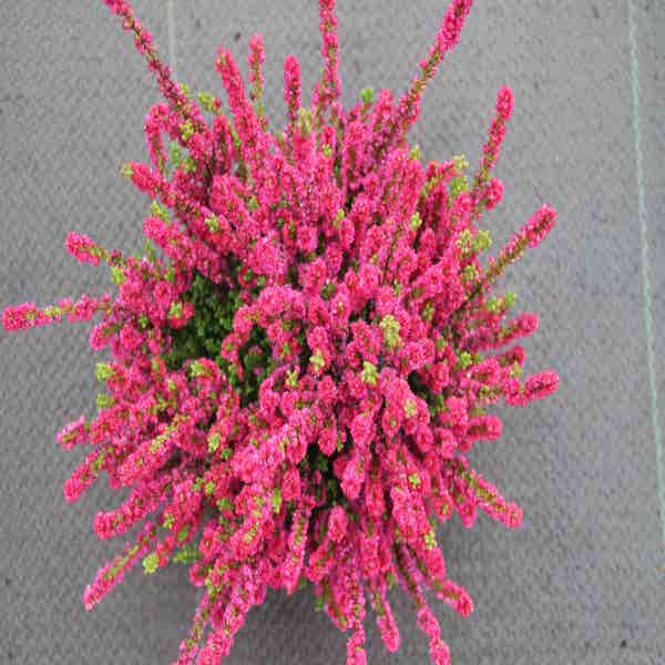 Calluna vulgaris 'Dark Beauty'