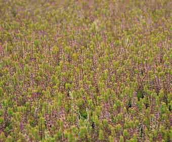 Heidekraut (Calluna vulgaris 'Firefly')