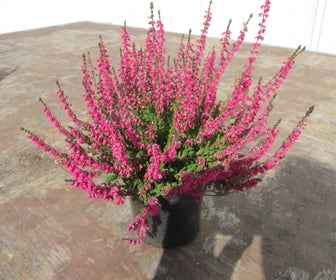 Heidekraut (Calluna vulgaris 'Haalboom's Red')