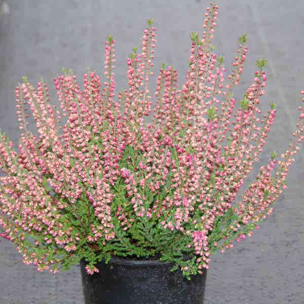 Heidekraut (Calluna vulgaris 'Haalboom's Red')