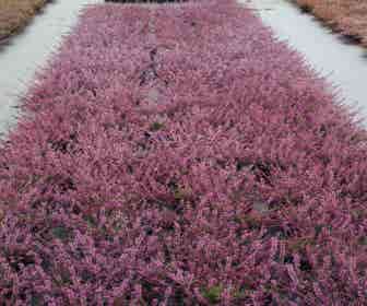 Calluna vulgaris 'Marleen' (Sommerheide)