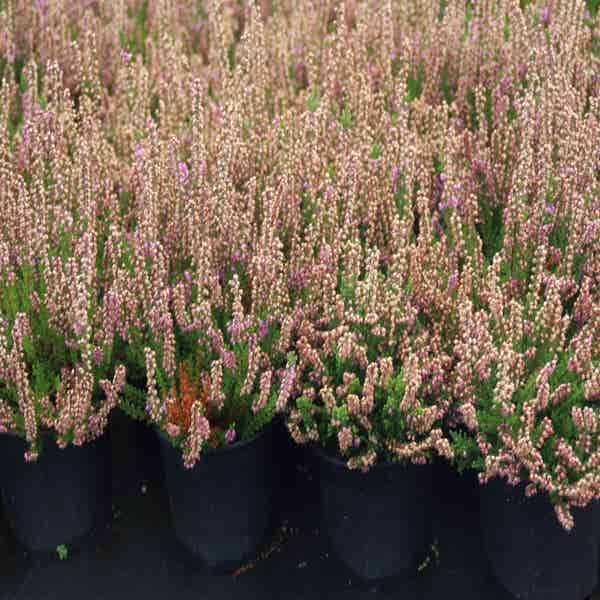 Heidekraut (Calluna vulgaris 'Mullion')