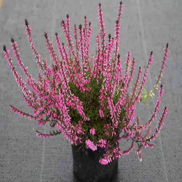 Sommerheide (Calluna vulgaris 'Redbud')