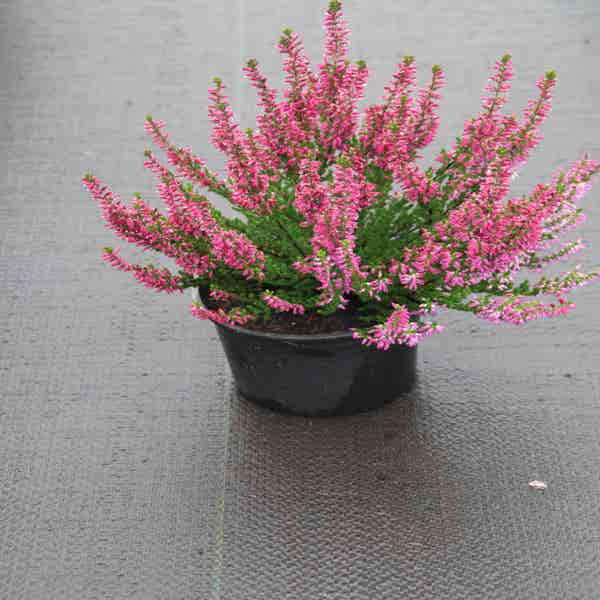 Heidekraut (Calluna vulgaris 'Saphira')