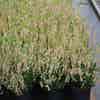 Sommerheide (Calluna vulgaris 'Spring Cream')