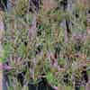 Heidekraut (Calluna vulgaris 'Tib')