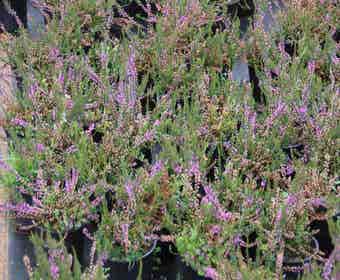 Heidekraut (Calluna vulgaris 'Tib')