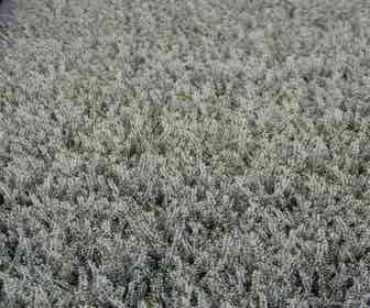 Besenheide (Calluna vulgaris 'Volante')