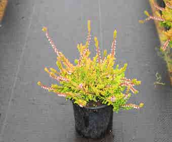 Sommerheide Gelb (Calluna vulgaris 'Wickwar Flame')