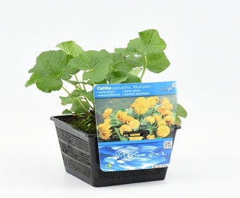 Doppelte gelbe Sumpfdotterblume (Caltha palustris 'Multiplex')