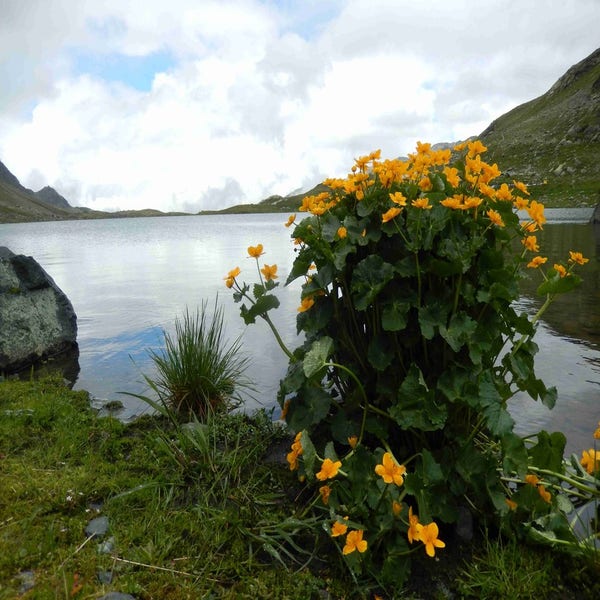 Caltha palustris