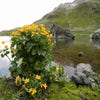 Gelbe Sumpfdotterblume (Caltha palustris)