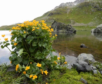 Gelbe Sumpfdotterblume (Caltha palustris)