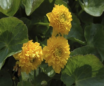 Gefüllte Dotterblume (Caltha palustris 'Plena')