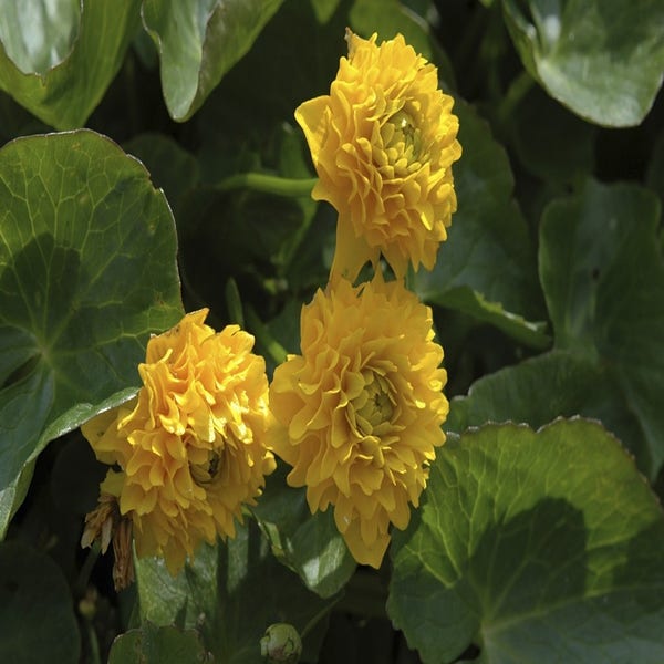 Gefüllte Dotterblume (Caltha palustris 'Plena')