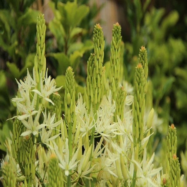 Camassia quamash 'Alba' (Parielelie)