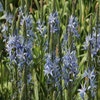 Prärielelie (Camassia 'Blue Candle')