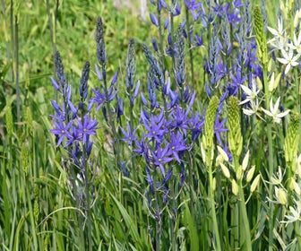 Prärielilie (Camassia leichtlinii 'Maybelle')