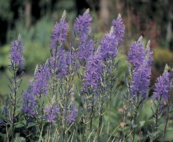 Prärielelie (Camassia quamash)