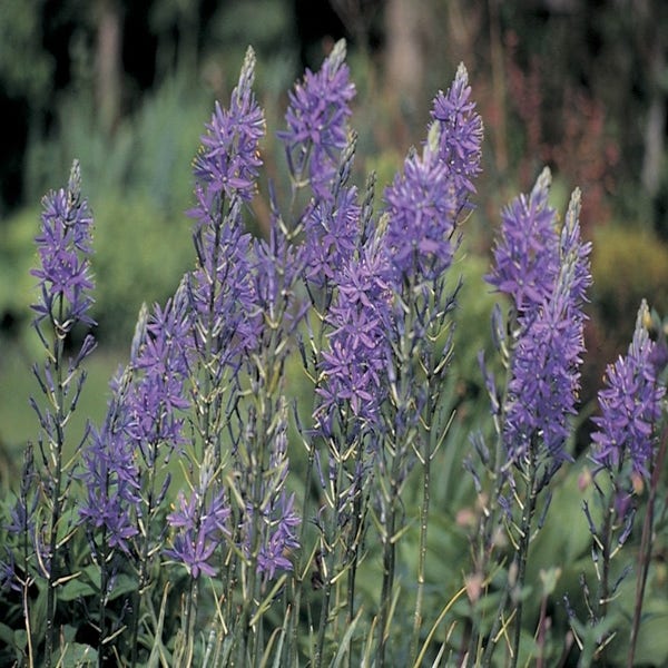 Camassia quamash (Indianenlelie)