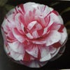 Camelia (Camellia japonica 'Bonomiana')
